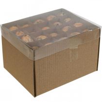 Itens Ovos de codorna decoração ovos soprados laranja damasco 3cm 50 un