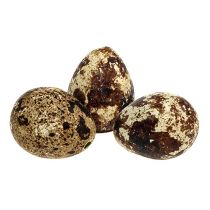Itens Ovos de codorna para decoração vazios naturais 50 peças