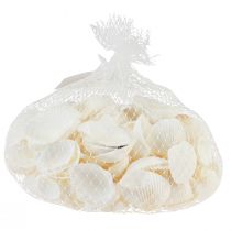 Itens Conchas brancas berbigões decorativos creme branco 2-3,5cm 300g