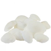 Itens Conchas brancas berbigões decorativos creme branco 2-3,5cm 300g
