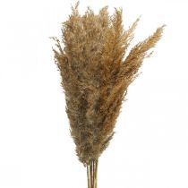 Junco de grama seca decoração seca natural 75cm 10p