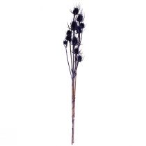 Itens Carda Selvagem Flores Secas Cardo Cardo Roxo 55cm 10 cabeças