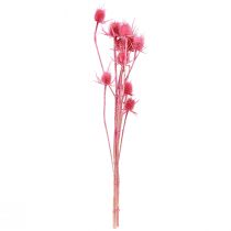 Itens Arranjo decorativo de cardo-selvagem seco, cardos rosa, 53 cm, 10 cabeças.