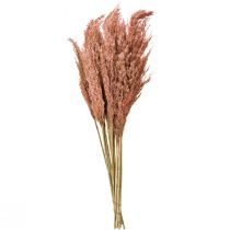 Itens Decoração de junco seco na cor damasco, 75 cm, 10 peças, estilo boho, capim-dos-pampas.