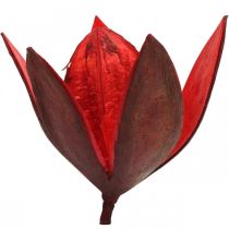 Flores secas de deco natural vermelho lírio selvagem 6-8cm 50p
