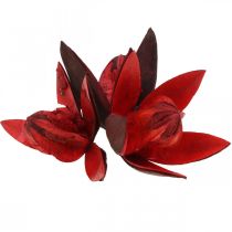 Flores secas de deco natural vermelho lírio selvagem 6-8cm 50p