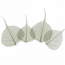 Folhas de salgueiro esqueletizadas verde escuro, decoração natural, folhas decorativas 200 peças