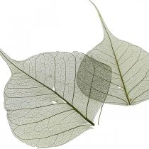 Itens Folhas de salgueiro esqueletizadas verde escuro, decoração natural, folhas decorativas 200 peças