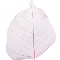 Itens Folhas de esqueleto Folhas de salgueiro esqueletizadas rosa 5-9cm 200p