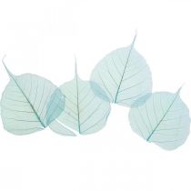 Folhas de salgueiro, folhas de salgueiro natural, folhas secantes esqueletizadas azul turquesa 200pcs