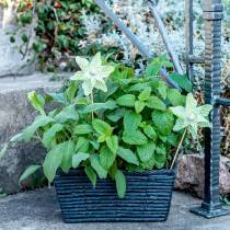 Moinho Mini Verde-Branco Ø9cm 12p