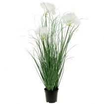 Grama ornamental com sementes brancas verdes Alt.73cm