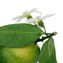Limões com flor 9,5 cm verde 4 unidades