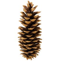 Itens Pinhas de açúcar naturais 20-25cm