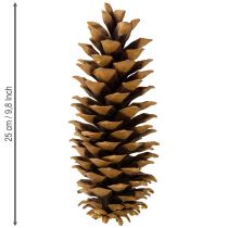 Itens Pinhas de açúcar naturais 20-25cm