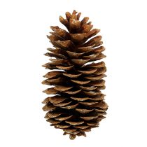 Itens Pinhas de açúcar naturais 20-25cm