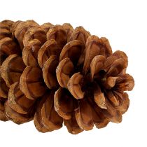 Itens Pinhas de açúcar naturais 20-25cm