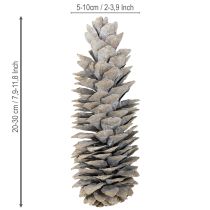 Itens Pinhas de açúcar caiadas de branco 20cm - 30cm