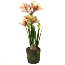 Itens Amarílis em bola de musgo artificial com flores estampadas rosa-amarelas - 45 cm - Decoração exótica e elegante