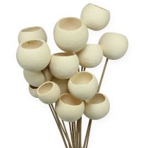 Bell Cup Mix branqueado em uma vara 15pcs