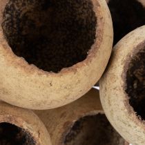 Itens Mix de cogumelos Bell Cup em haste, variedades exóticas naturais, 15 unidades.
