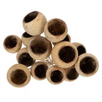 Itens Mix de cogumelos Bell Cup em haste, variedades exóticas naturais, 15 unidades.