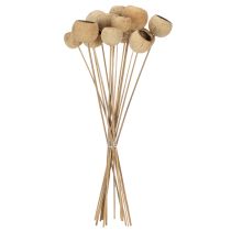 Itens Mix de cogumelos Bell Cup em haste, variedades exóticas naturais, 15 unidades.