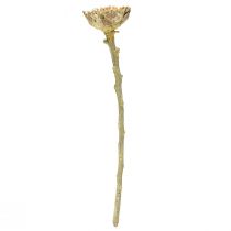 Itens Compacta Rosette Proteen Verde Fosco Ø4-5,5cm 20 un