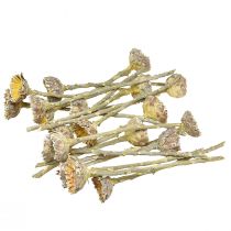 Itens Compacta Rosette Proteen Verde Fosco Ø4-5,5cm 20 un