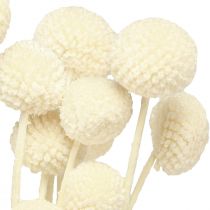 Itens Craspedia creme de coxinhas secas 45-55cm 20 un