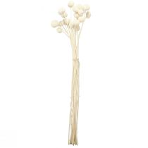 Itens Craspedia creme de coxinhas secas 45-55cm 20 un