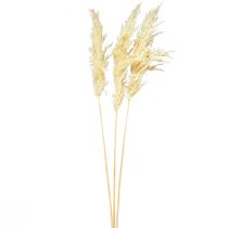 Itens Grama dos pampas decorativa creme grama seca branqueada 95cm 3 un