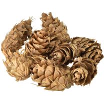 Itens Cones Douglas 1,3kg