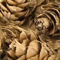Itens Cones Douglas 1,3kg