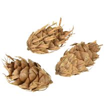 Itens Cones Douglas 1,3kg