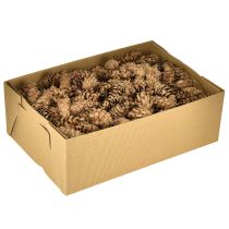 Itens Cones Douglas 1,3kg