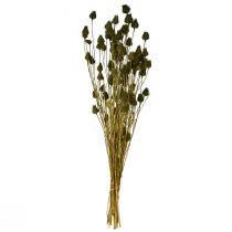 Itens Decoração seca de cardo-morango, verde-oliva, Ø1–2cm, C55cm, 100g