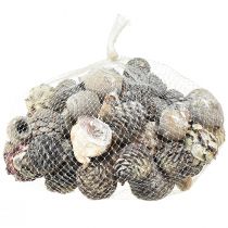 Itens Cones exóticos Leucodendron branco lavado 3-4cm 450g