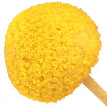 Itens Coxinhas secas Craspedia Amarelas 45-55cm 20 un