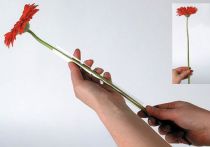 Itens Mangueira suporte Gerbera 200m