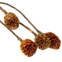 Itens Flores secas de Leucospermum Glabrum, 25-40cm, 25 unidades
