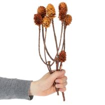 Itens Flores secas de Leucospermum Glabrum, 25-40cm, 25 unidades