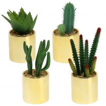Cactos verdes em pote dourado 12cm - 17cm 4uds