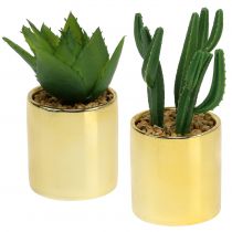 Cactos verdes em pote dourado 12cm - 17cm 4uds