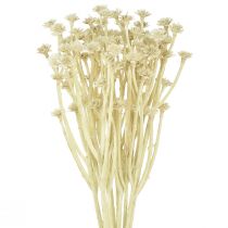 Itens Erva artificial de curry branco bege C28cm 12 unidades 1 cacho