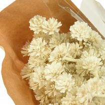 Itens Erva artificial de curry branco bege C28cm 12 unidades 1 cacho