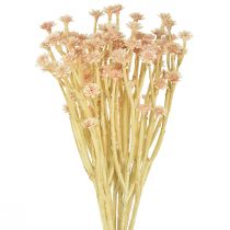 Itens Flores Artificiais de Morango Italiano Rosa L28cm