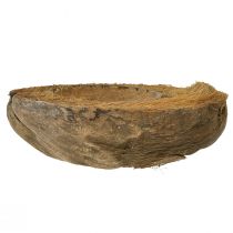 Itens Vaso de coco, natural, 20cm, 5 peças