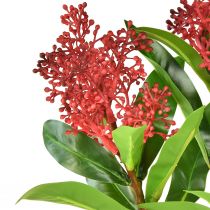 Itens Flores artificiais vermelhas Skimmia japonica Skimmie 45cm 2 unidades