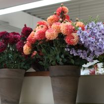 Itens Dálias artificiais em rosa pêssego Ø10cm C80cm 2 unidades